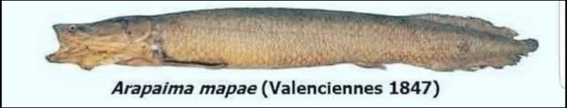 Arapaima mapae