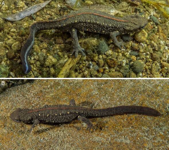 Paramesotriton aurantius