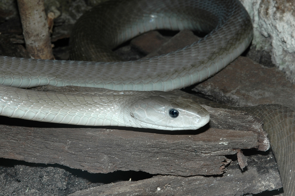 Dendroaspis polylepis