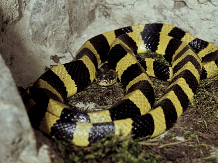 Bungarus Fasciatus