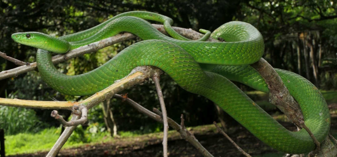 Dendroaspis Angusticeps