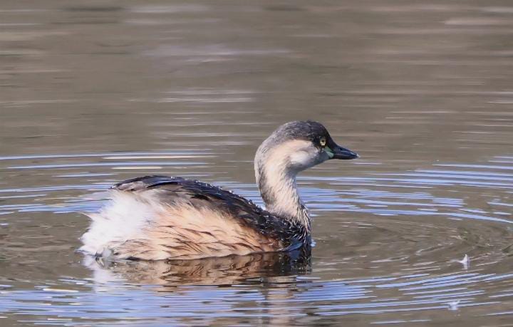 Tachybaptus novaehollandiae