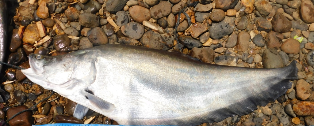 Chitala hypselonotus