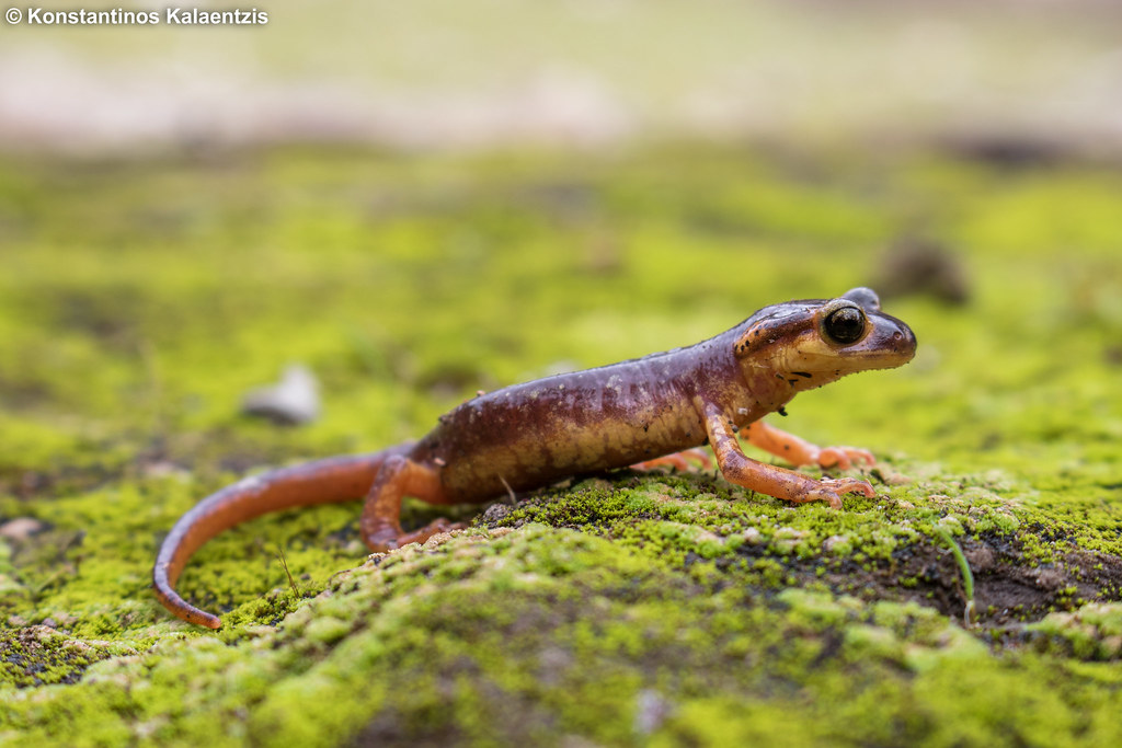 Lyciasalamandra Helverseni