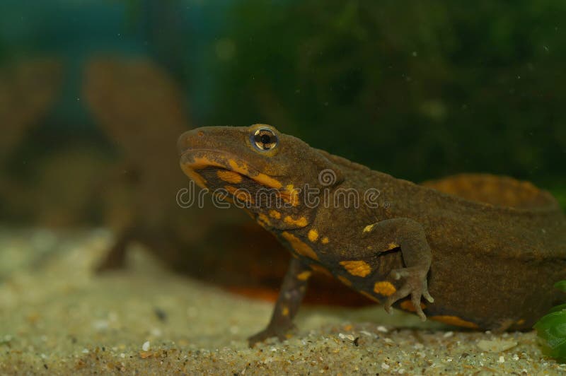 Paramesotriton longliensis