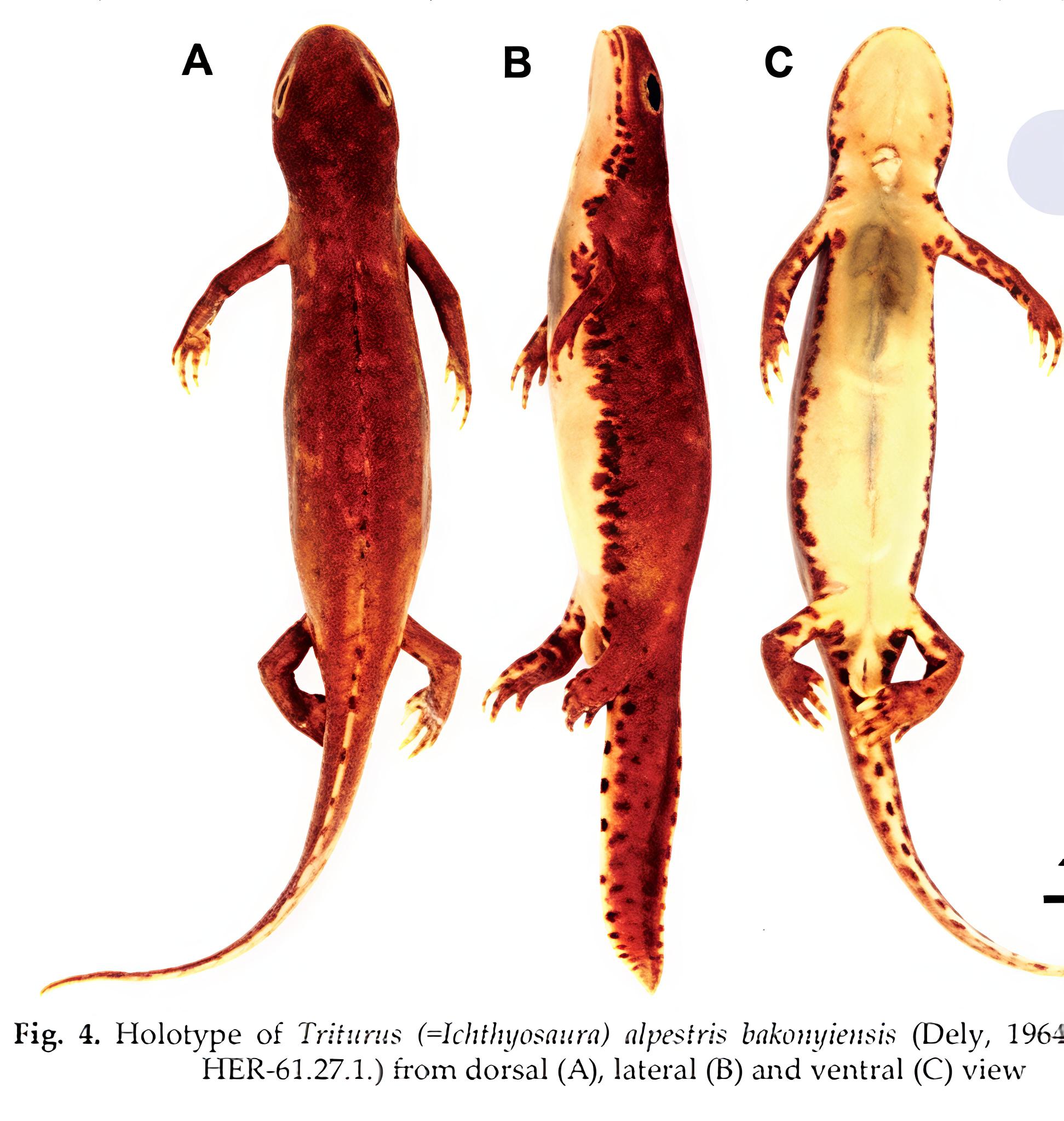 Ichthyosaura alpestris bakonyiensis