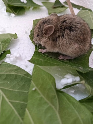 Allocricetulus Curtatus