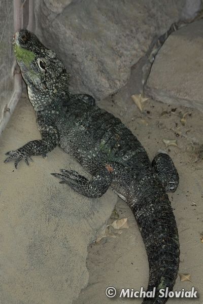 Alligator sinensis