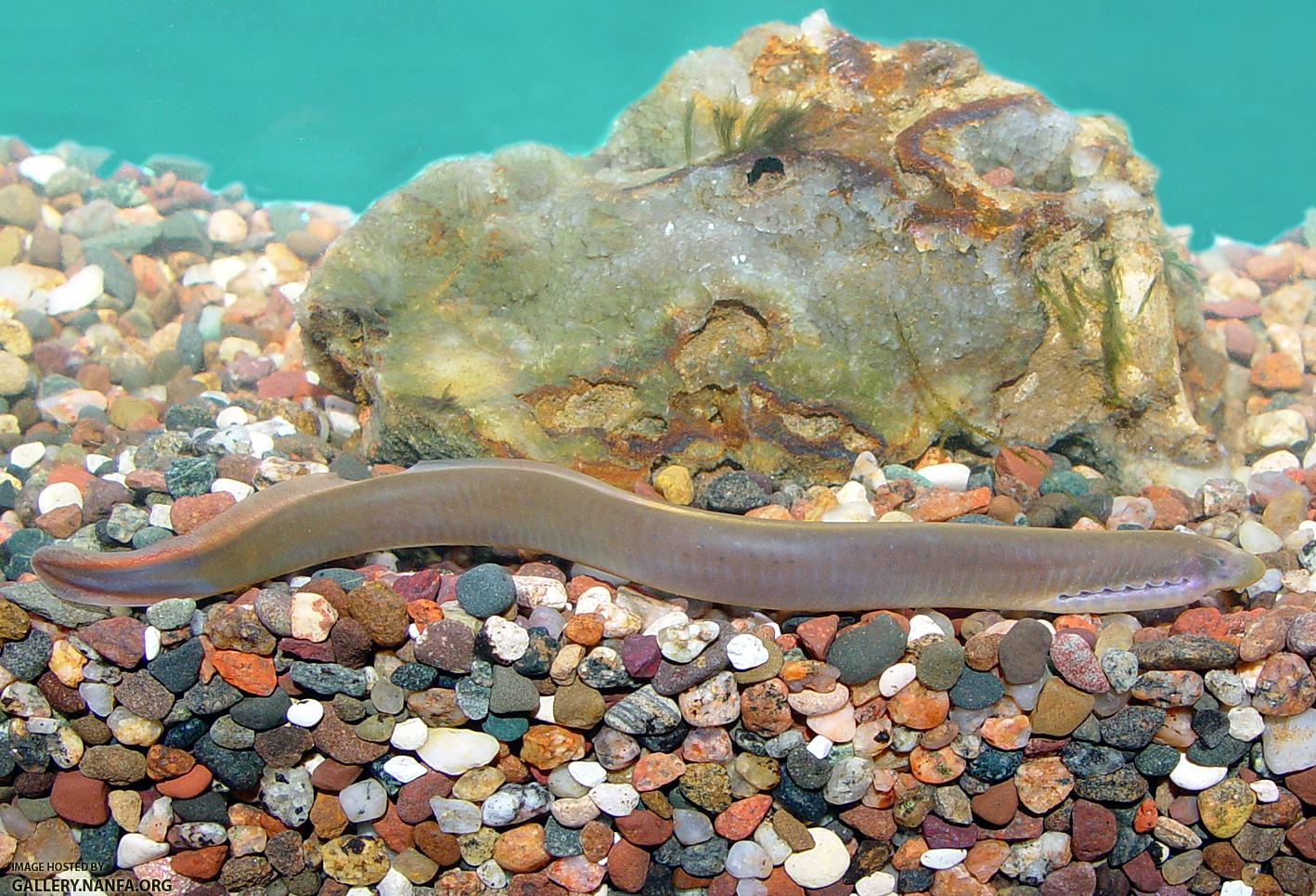 Ichthyomyzon castaneus