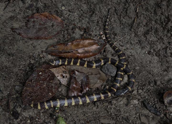 Bungarus Andamanensis