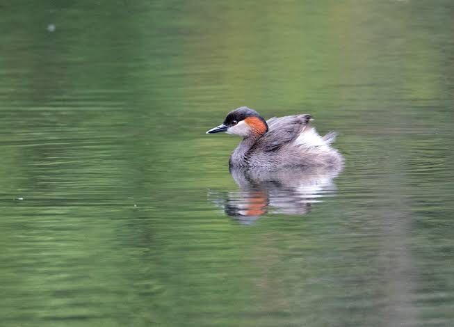 Tachybaptus pelzelnii