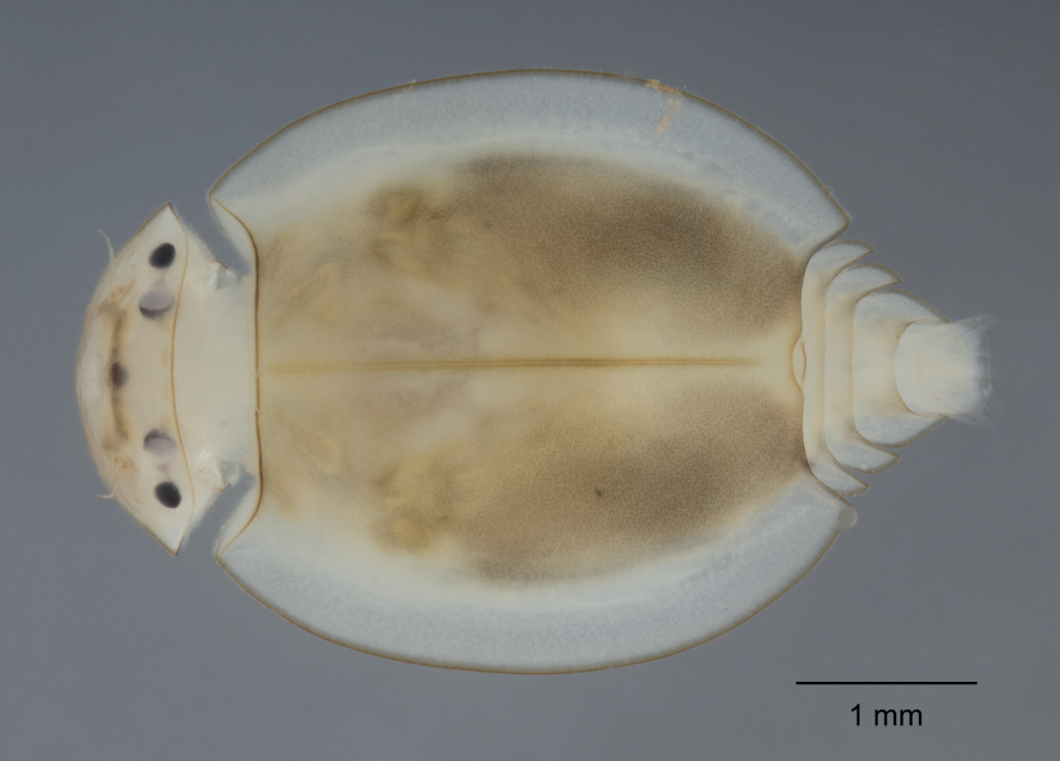 Prosopistoma Helenae