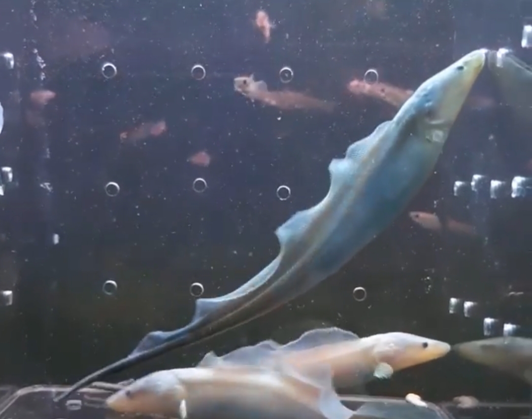 Gymnarchus niloticus