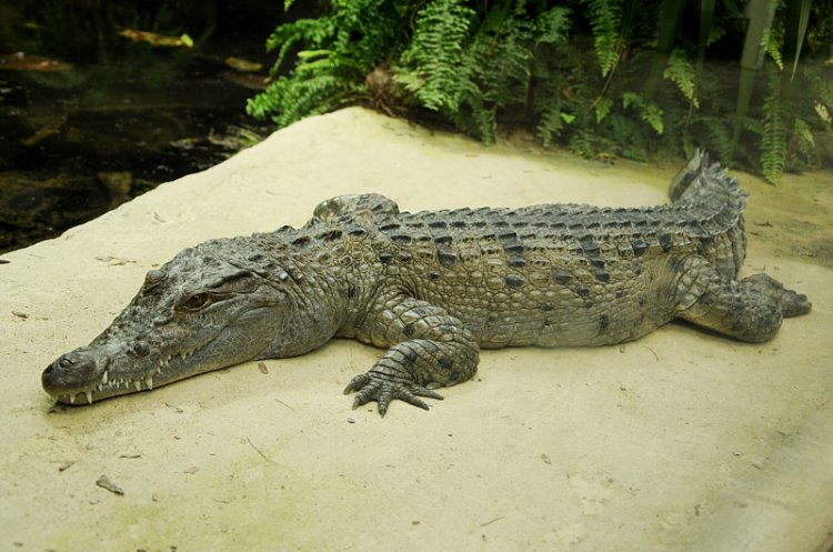 Crocodylus mindorensis