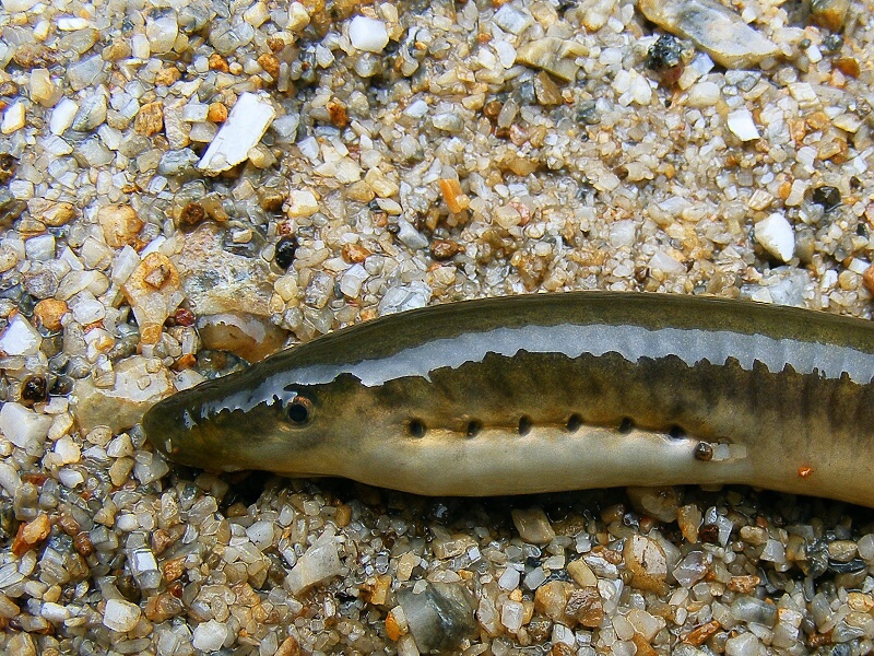 Eudontomyzon Danfordi