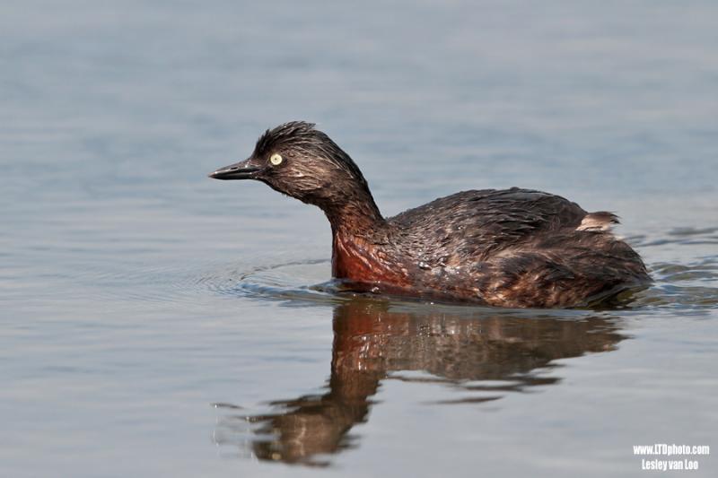 Poliocephalus rufopectus