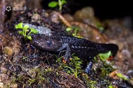 Paramesotriton malipoensis