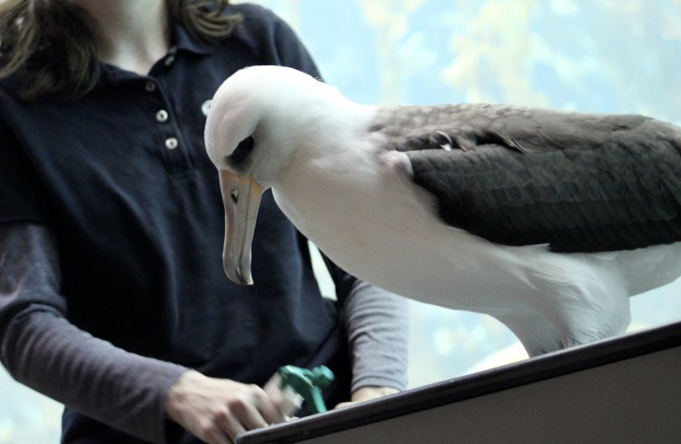 Phoebastria immutabilis