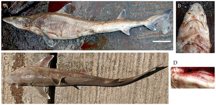 Hemitriakis indroyonoi