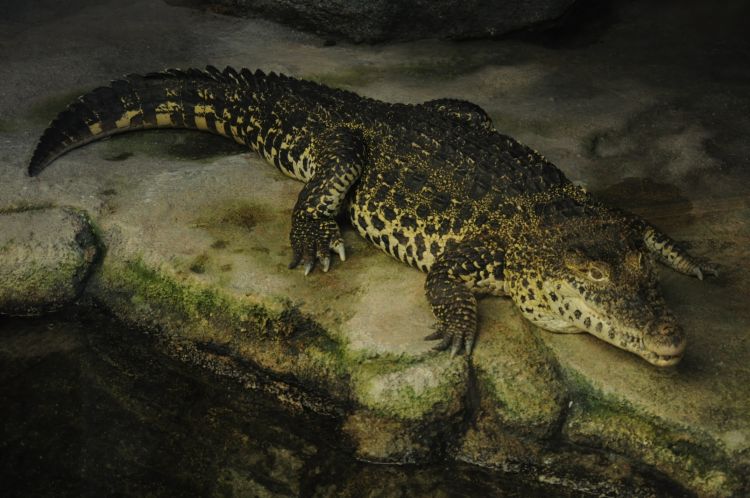 Crocodylus suchus