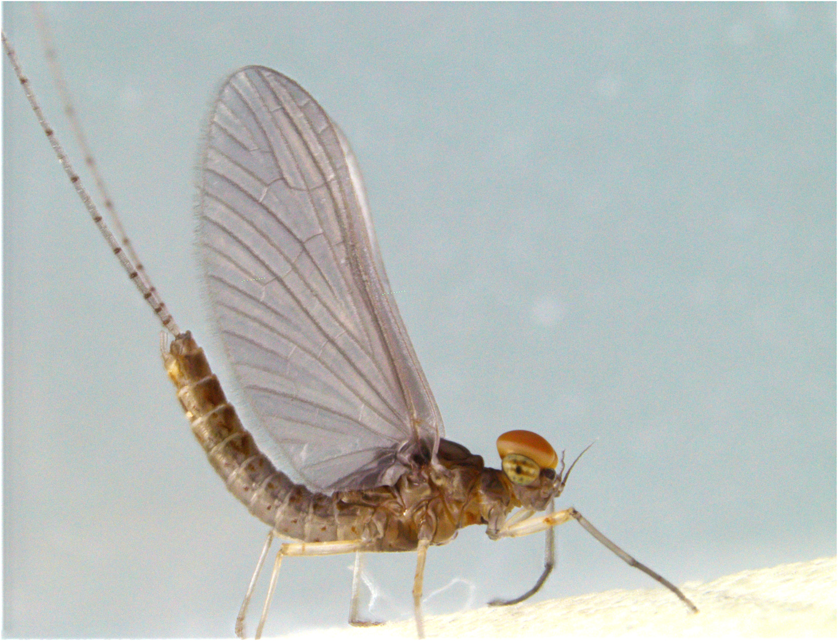 Manggabora wiltkorringae