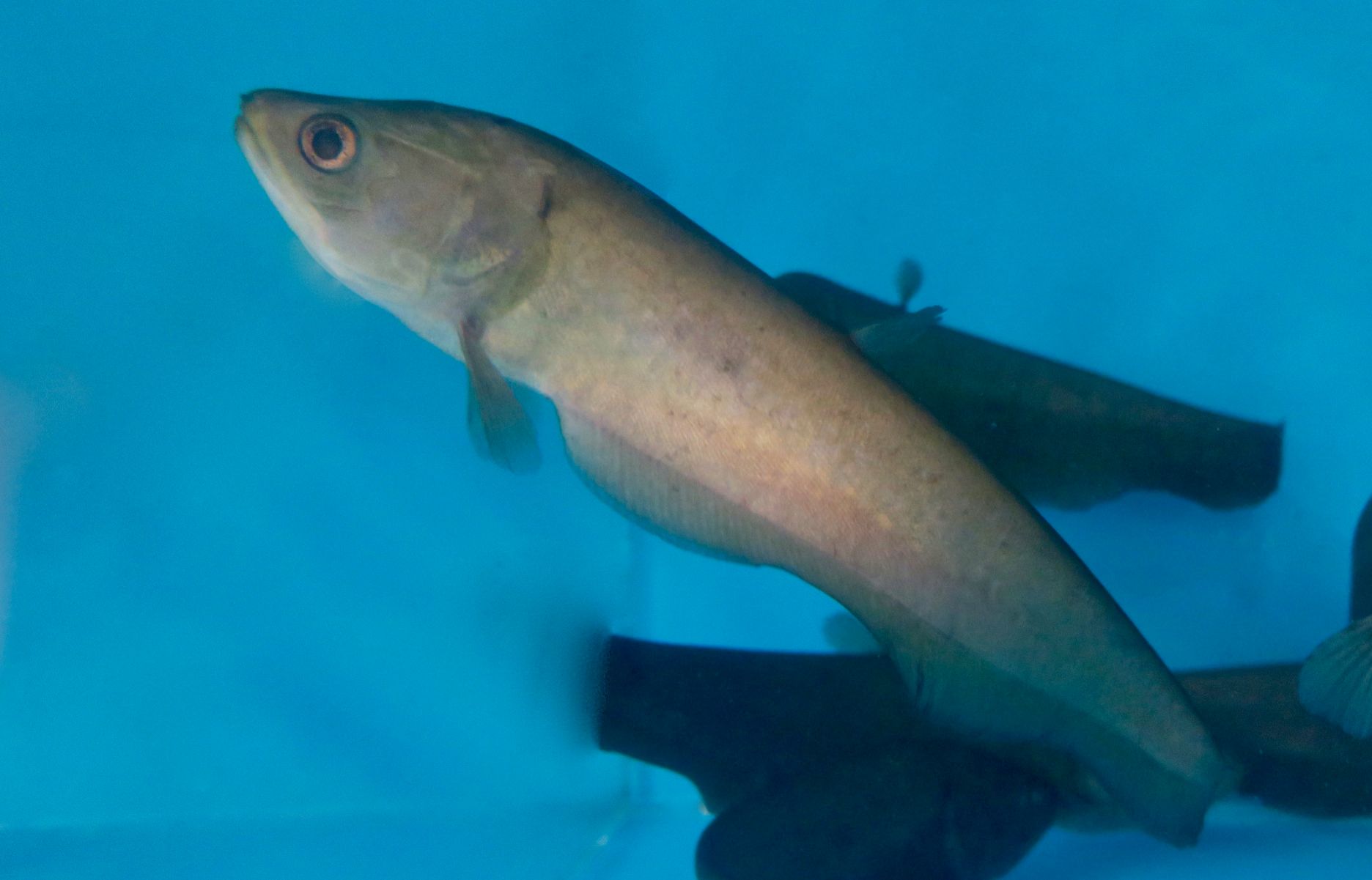 Papyrocranus congoensis