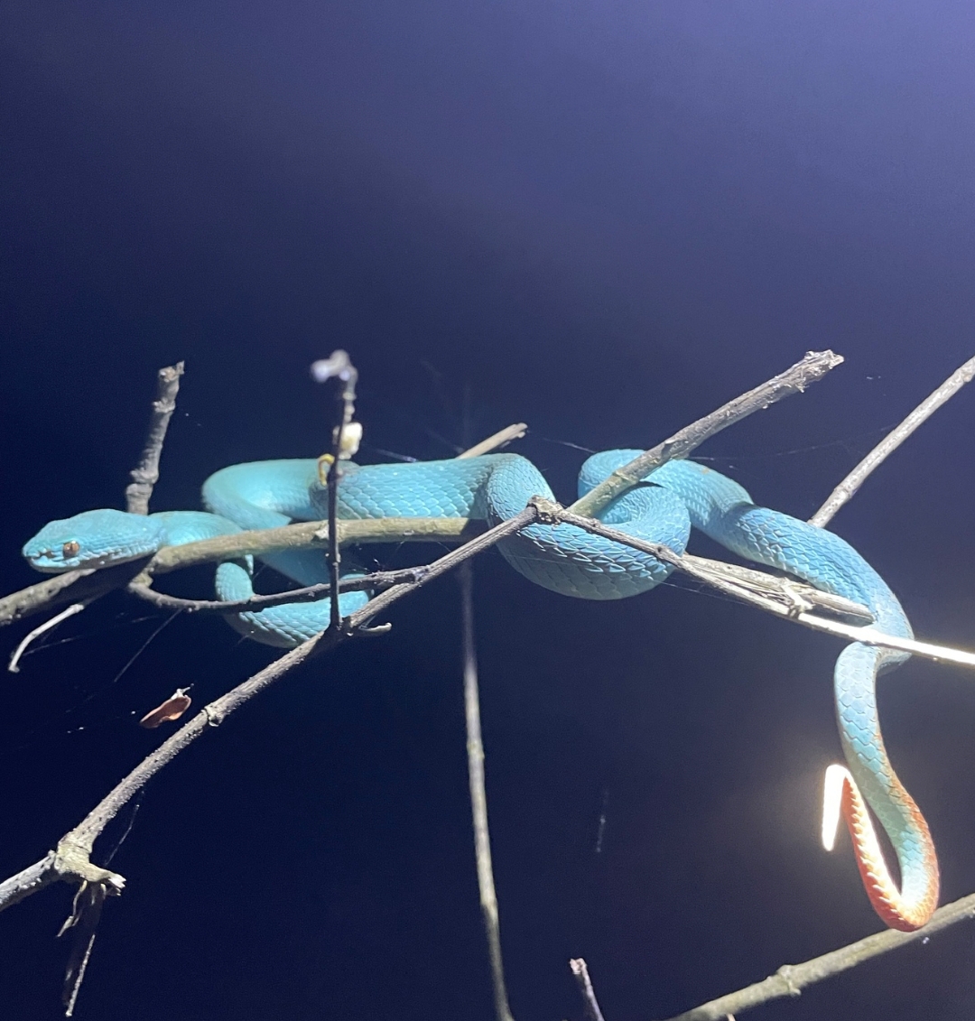 Trimeresurus insularis.