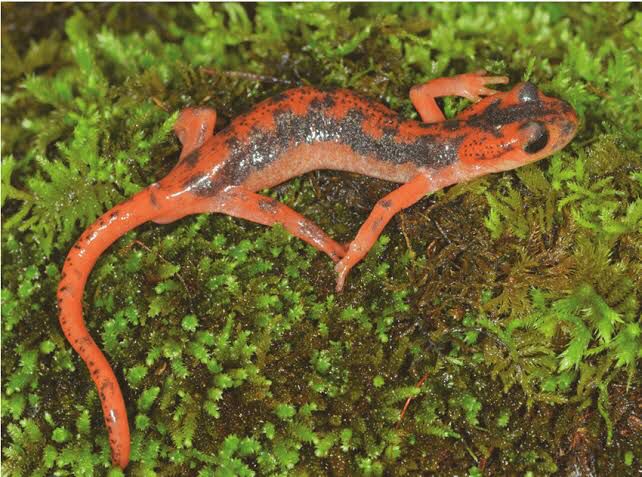 Lyciasalamandra Fazilae