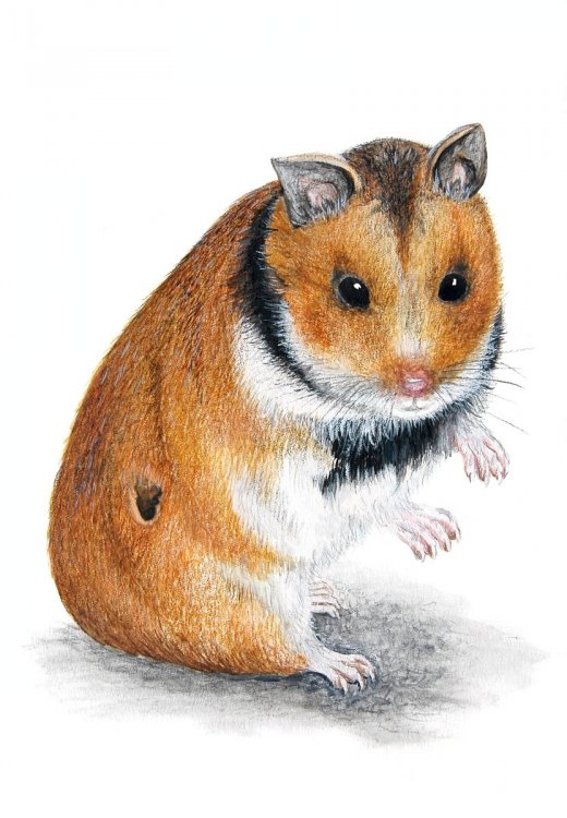 Mesocricetus Brandti