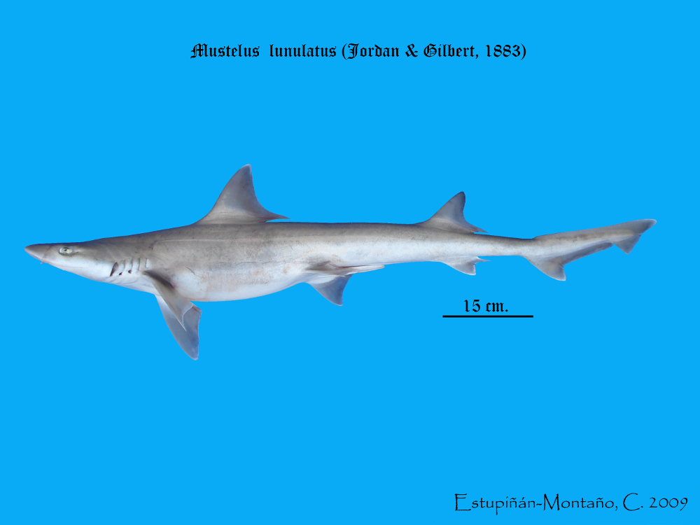 Mustelus Lunulatus