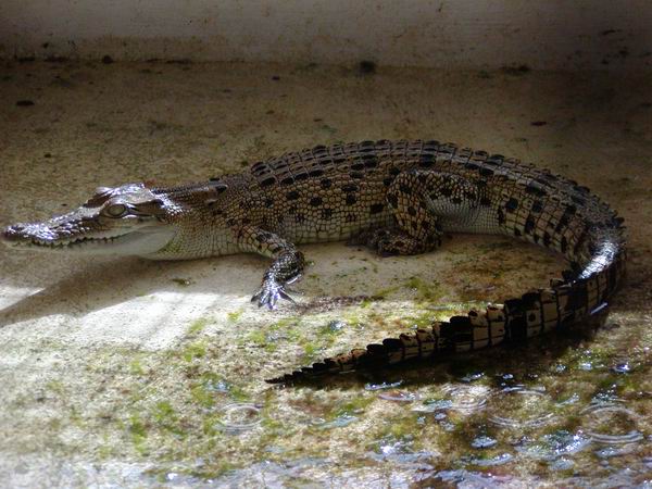 Crocodylus porosus