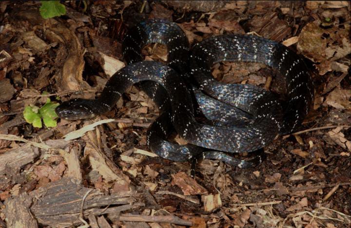 Bungarus Bungaroides