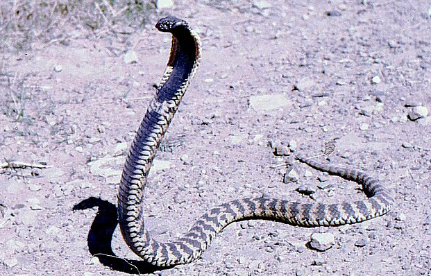 Hemachatus Nyangensis