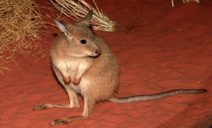 Lagorchestes hirsutus