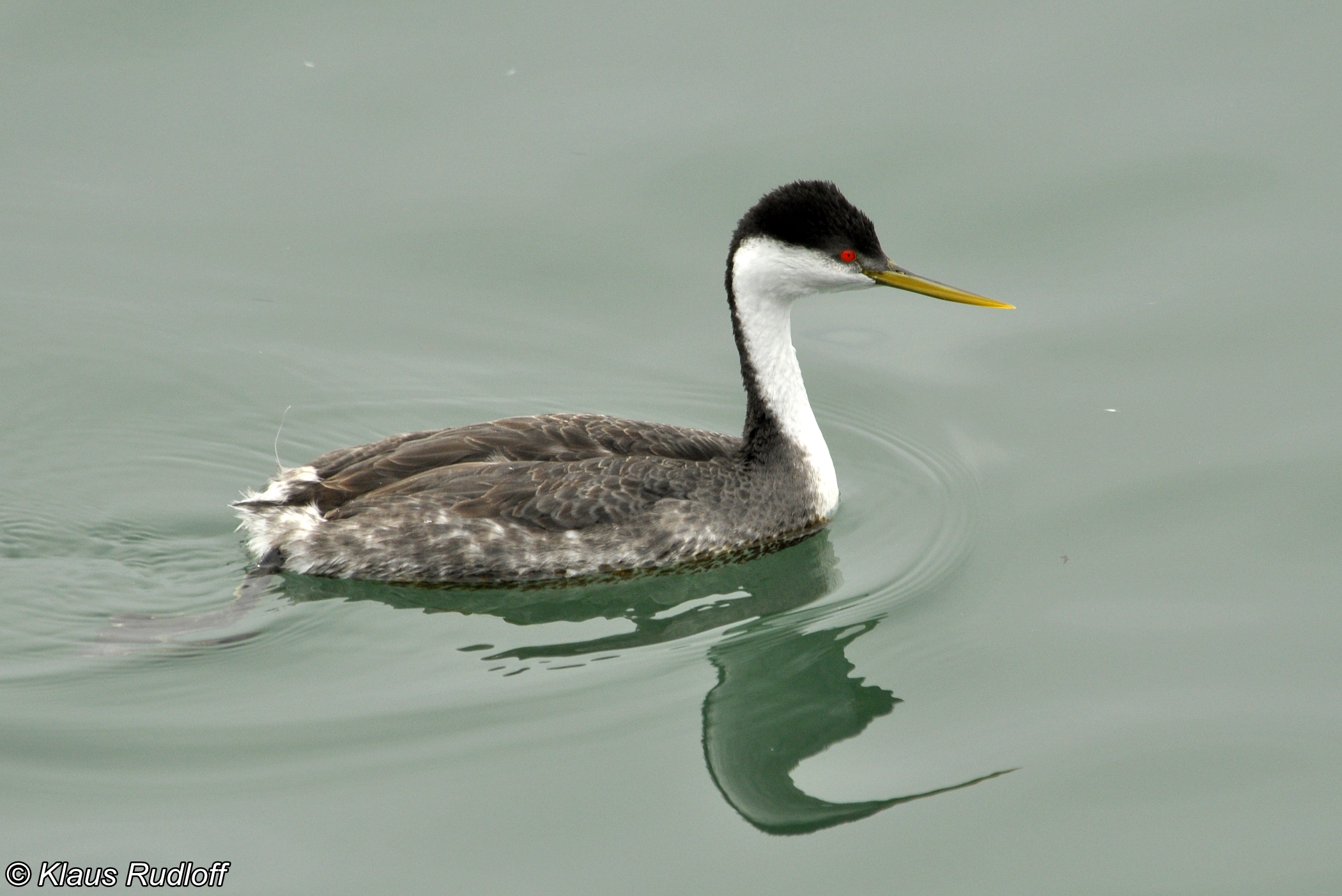 Aechmophorus Occidentalis