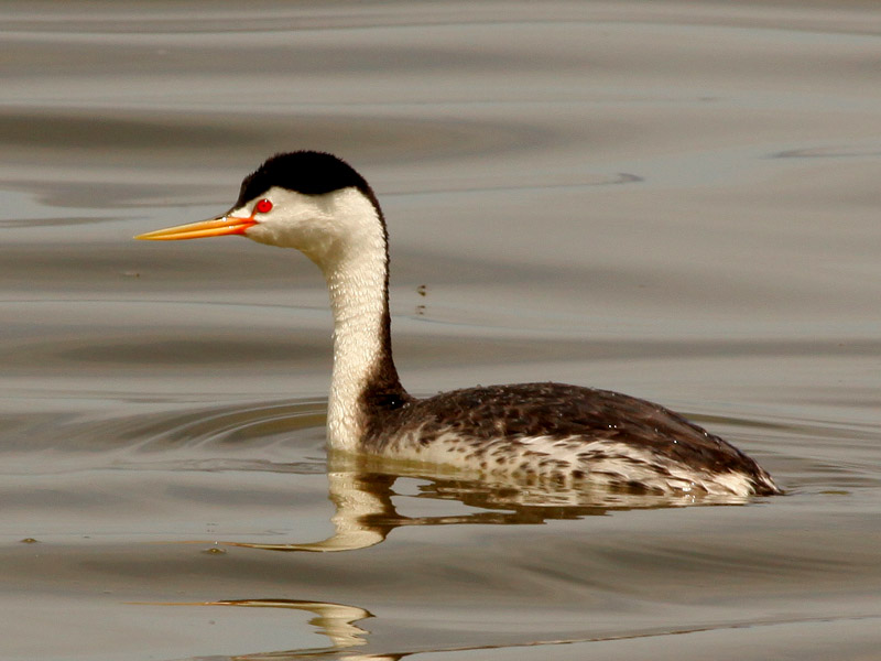 Aechmophorus Clarkii