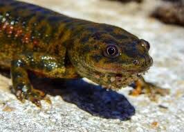 Hypselotriton huanggangensis