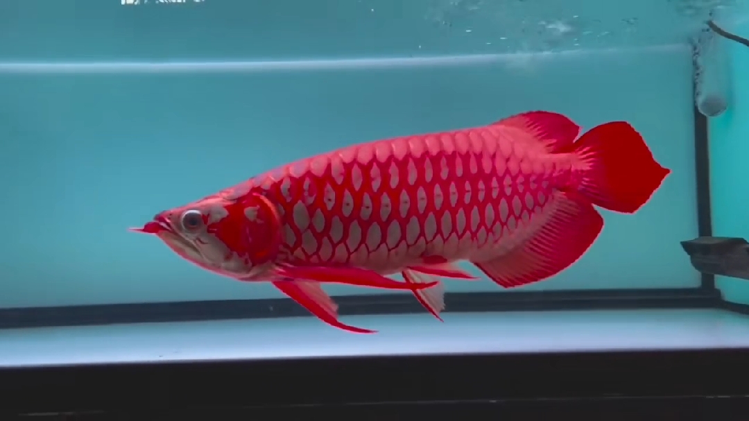 Scleropages Legendrei