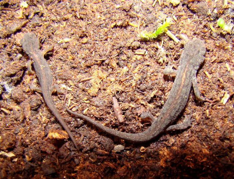 Lissotriton Maltzani