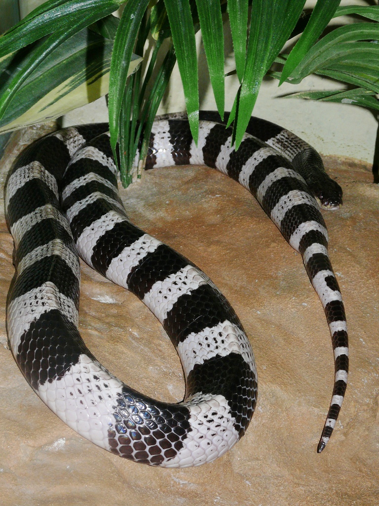 Bungarus Candidus