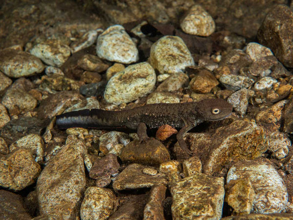 Paramesotriton qixilingensis