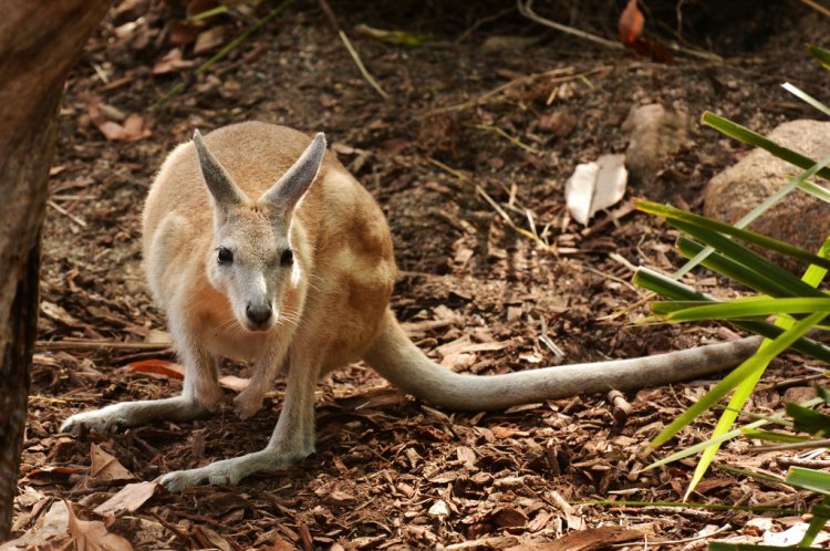 Onychogalea unguifera