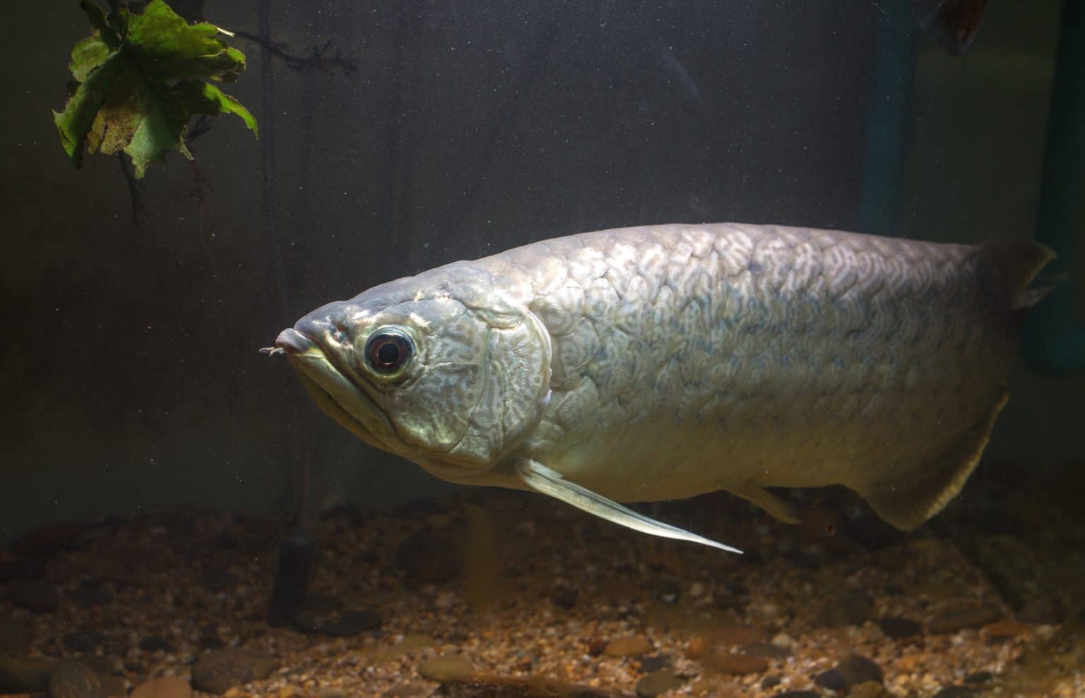 Scleropages Inscriptus