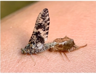 Baetisca Laurentiana