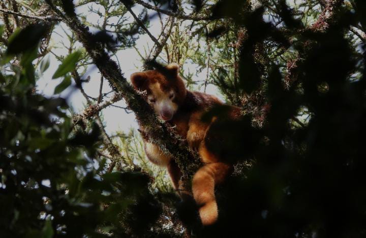 Dendrolagus Matschiei