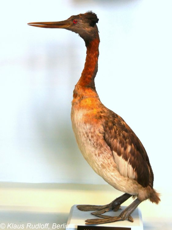 Podiceps Major