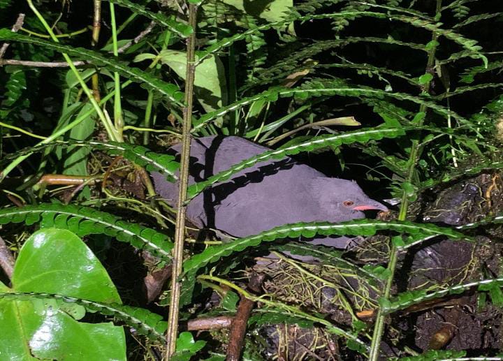 Crypturellus Berlepschi