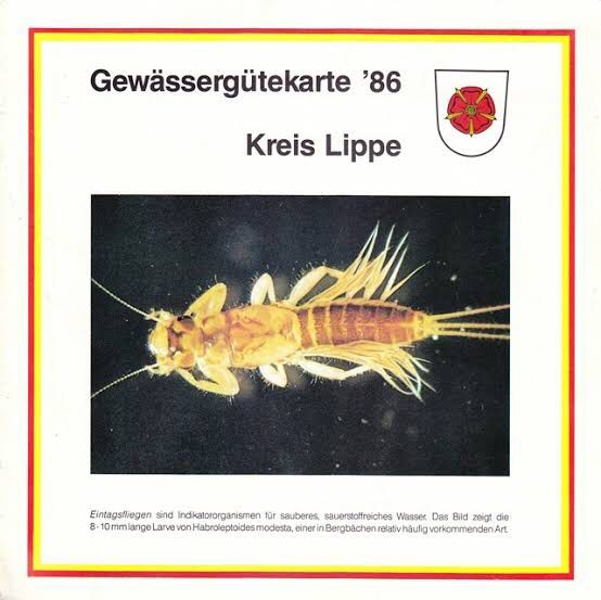 Habroleptoides modesta