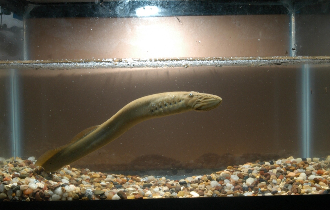 Ichthyomyzon Unicuspis