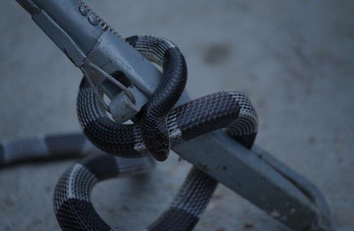 Bungarus Magnimaculatus